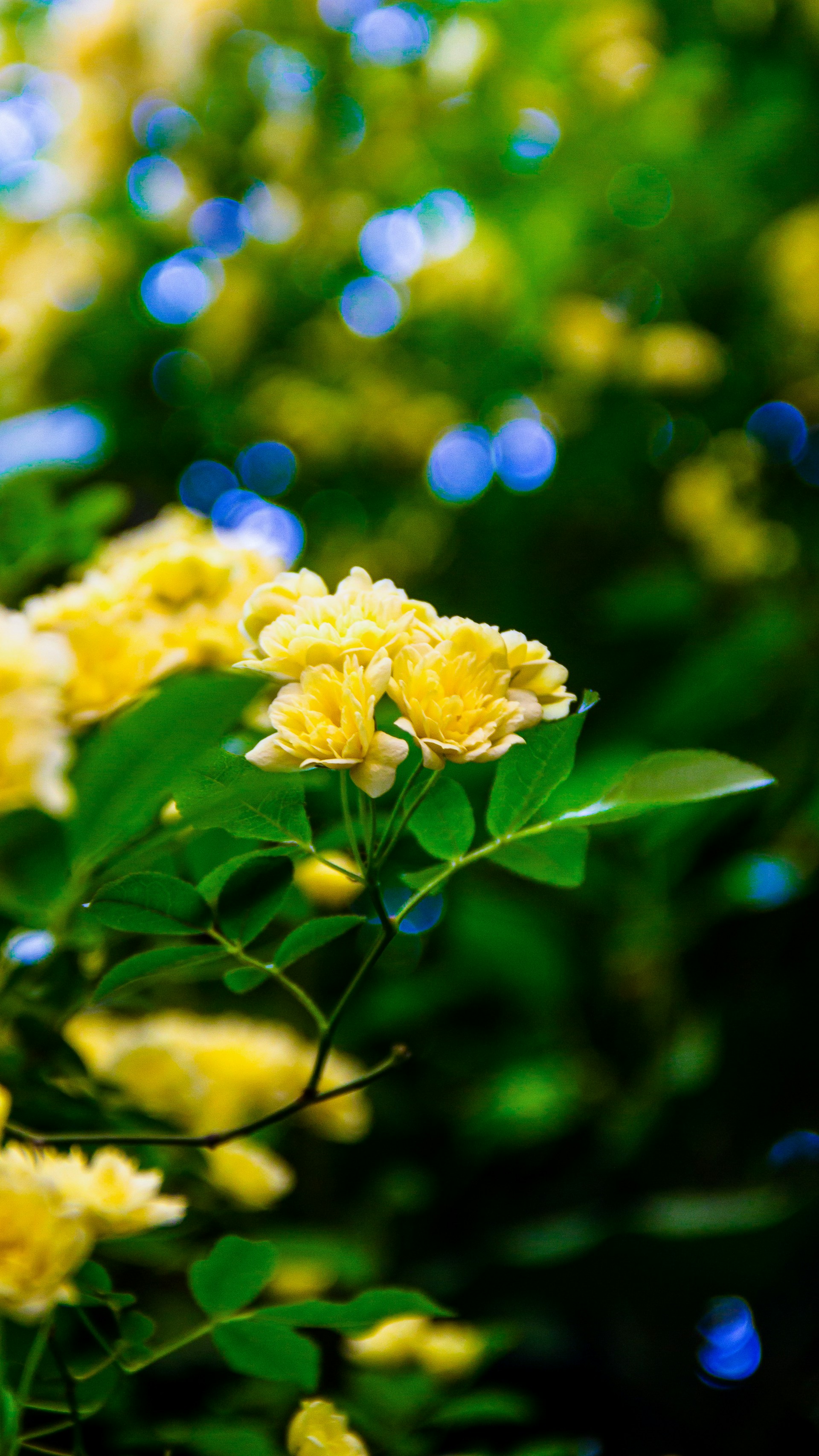 yellow flower in tilt shift lens