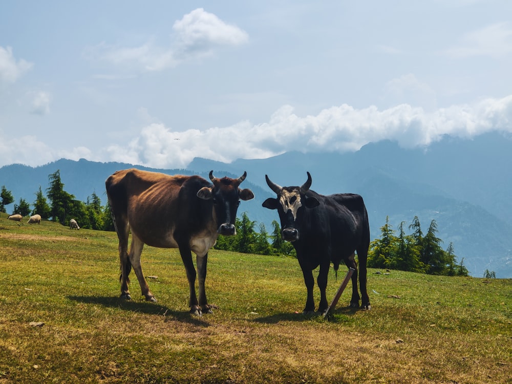 black cow on green grass field under white clouds during daytime