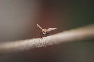A close-up of a fly perched on a fuzzy surface, displaying detailed features like wings and compound eyes. The background is softly blurred, enhancing the focus on the fly.