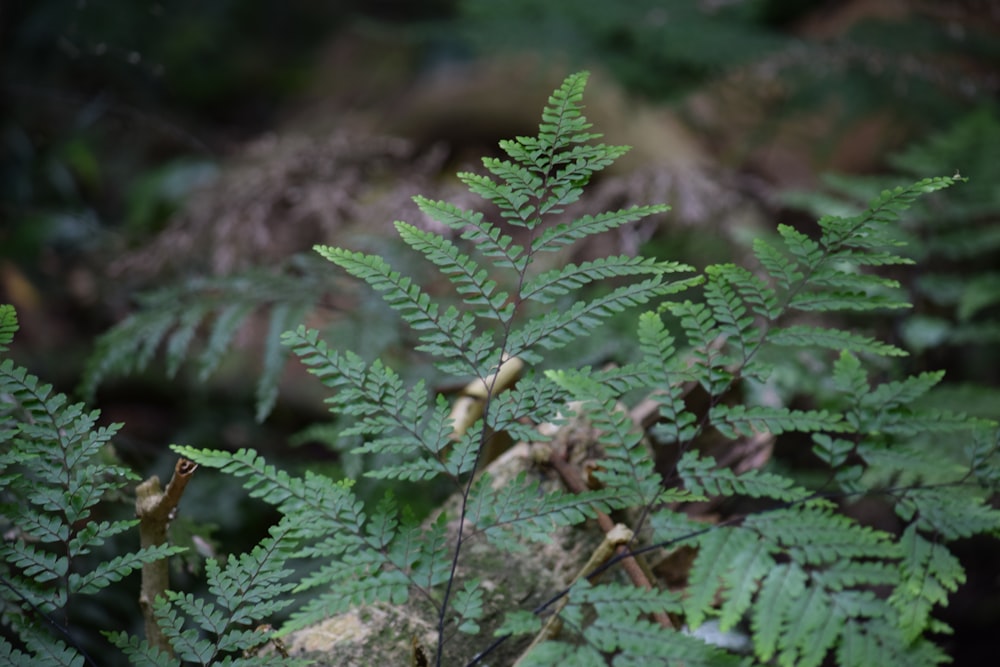 green and brown plant during daytime