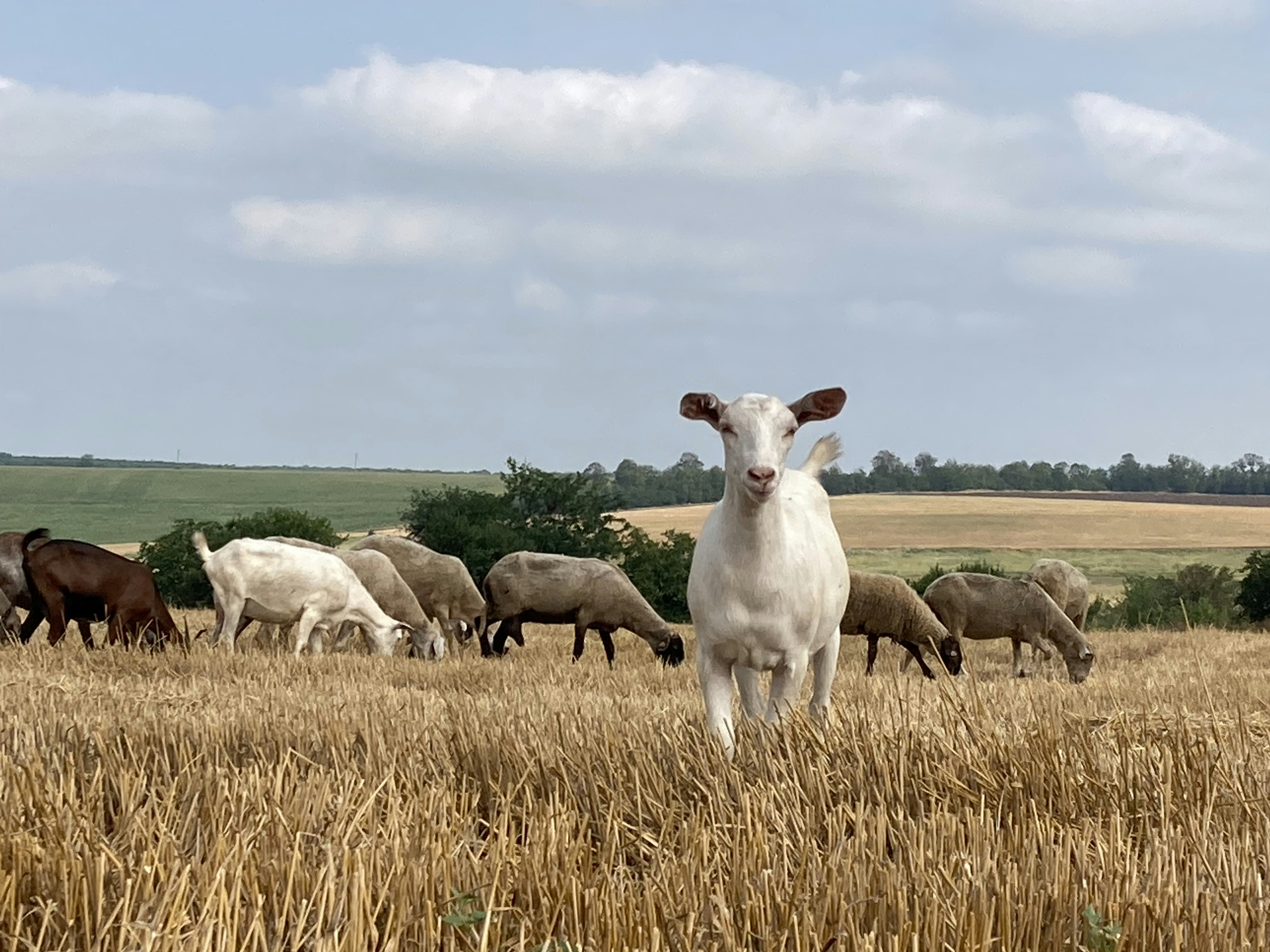 Colorful Rainbow Eggs Collection