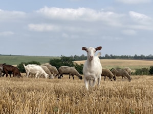 A group of goat and sheep farmers gathered outdoors, discussing with an AI assistant on a tablet.