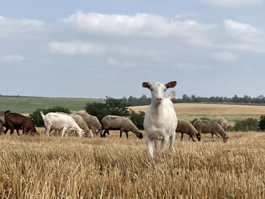 A group of goat and sheep farmers gathered outdoors, discussing with an AI assistant on a tablet.
