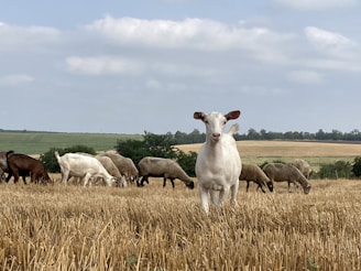 A group of goats and sheep grazing in a harvested field under a partly cloudy sky. The central goat is prominently facing towards the camera, while other animals feed on the dry grass. The backdrop features sprawling open fields with low-lying hills and a few scattered trees.