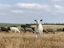 A group of goats and sheep grazing in a harvested field under a partly cloudy sky. The central goat is prominently facing towards the camera, while other animals feed on the dry grass. The backdrop features sprawling open fields with low-lying hills and a few scattered trees.