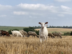 A group of goats and sheep grazing in a harvested field under a partly cloudy sky. The central goat is prominently facing towards the camera, while other animals feed on the dry grass. The backdrop features sprawling open fields with low-lying hills and a few scattered trees.