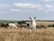 A group of goats and sheep grazing in a harvested field under a partly cloudy sky. The central goat is prominently facing towards the camera, while other animals feed on the dry grass. The backdrop features sprawling open fields with low-lying hills and a few scattered trees.
