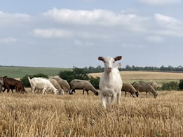 A group of goats and sheep grazing in a harvested field under a partly cloudy sky. The central goat is prominently facing towards the camera, while other animals feed on the dry grass. The backdrop features sprawling open fields with low-lying hills and a few scattered trees.