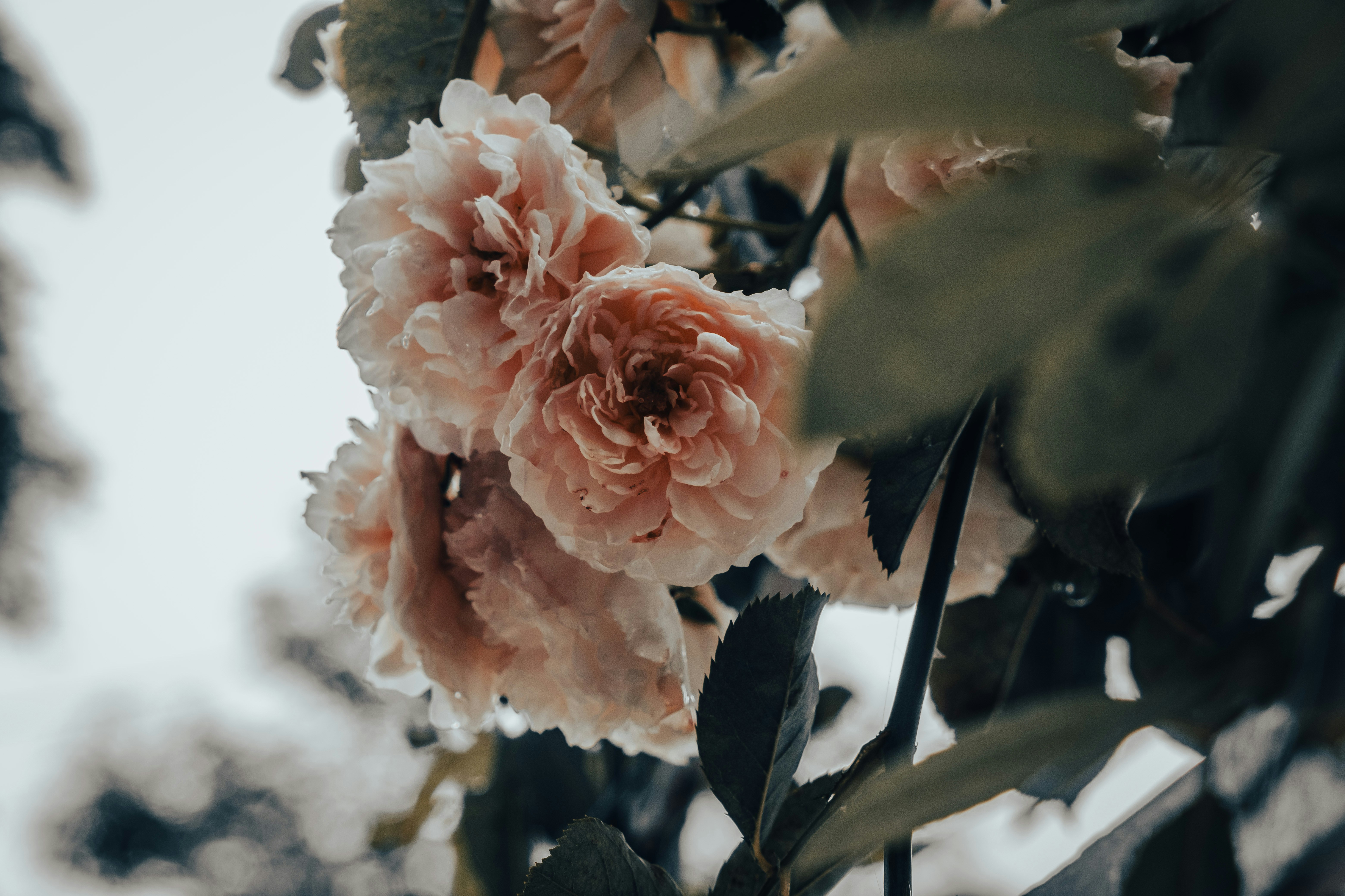 Photo by msohebzaidi