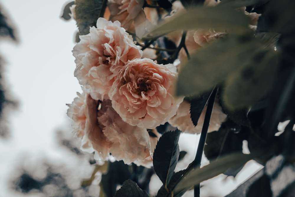 pink flower with green leaves