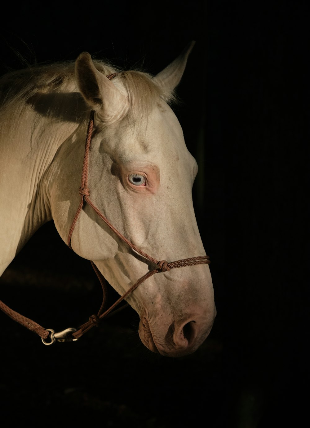 white horse with brown leather strap