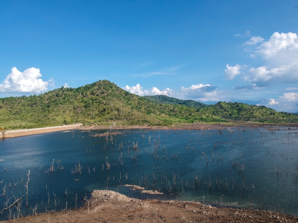 arbres verts près d’un plan d’eau pendant la journée