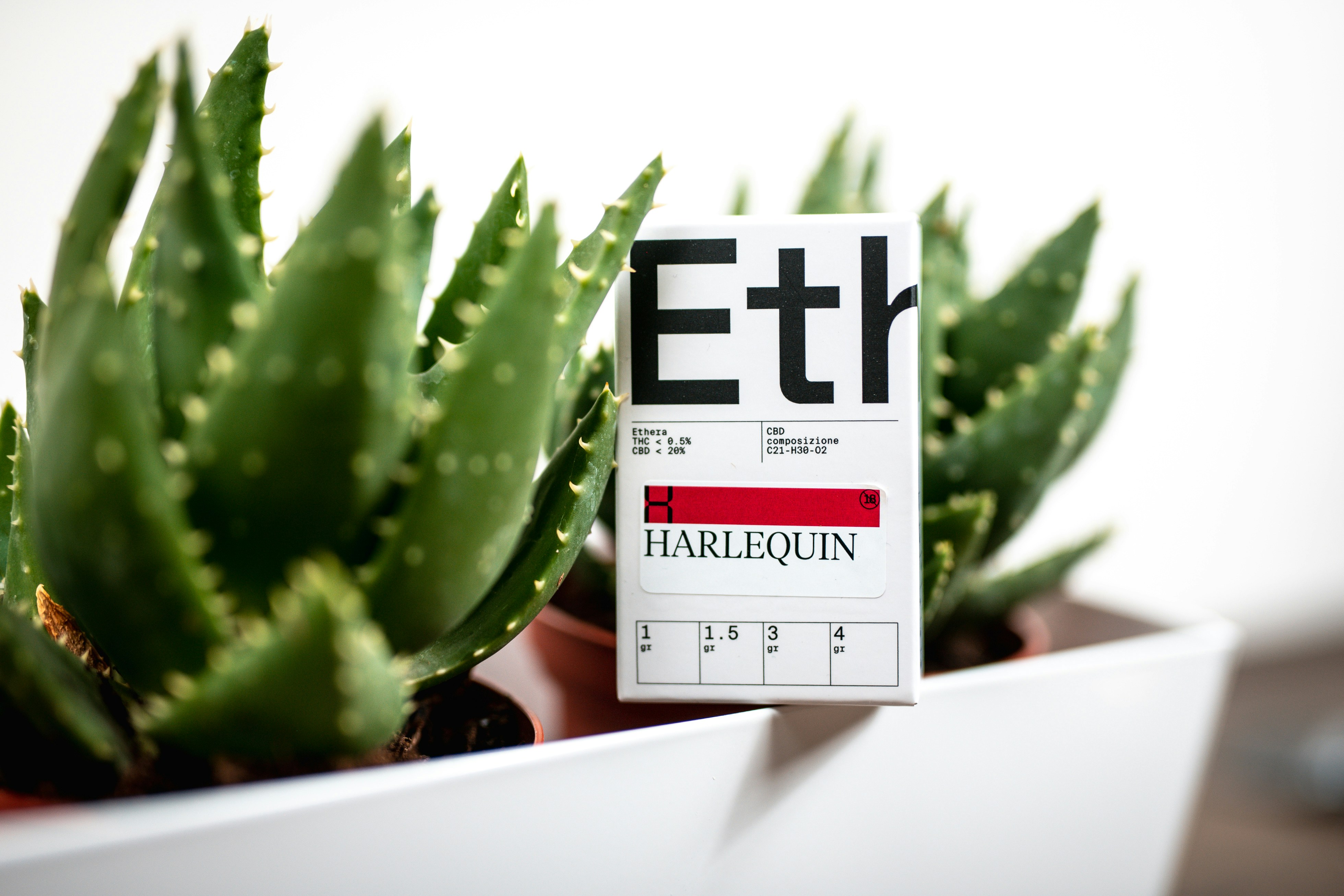a close up of a plant with a label on it