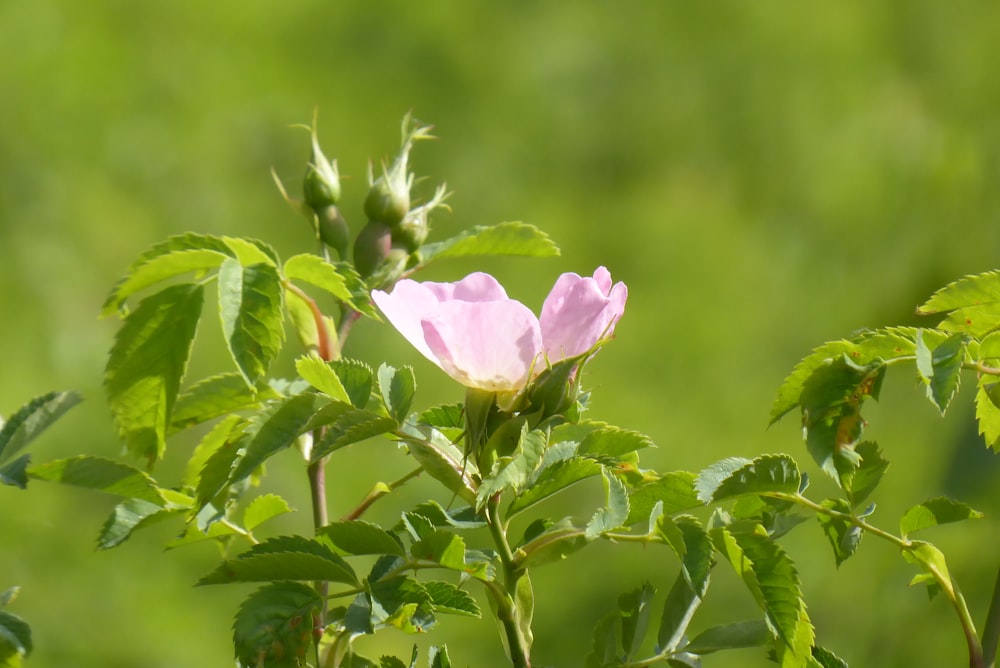 a pink flower with green leaves in the background