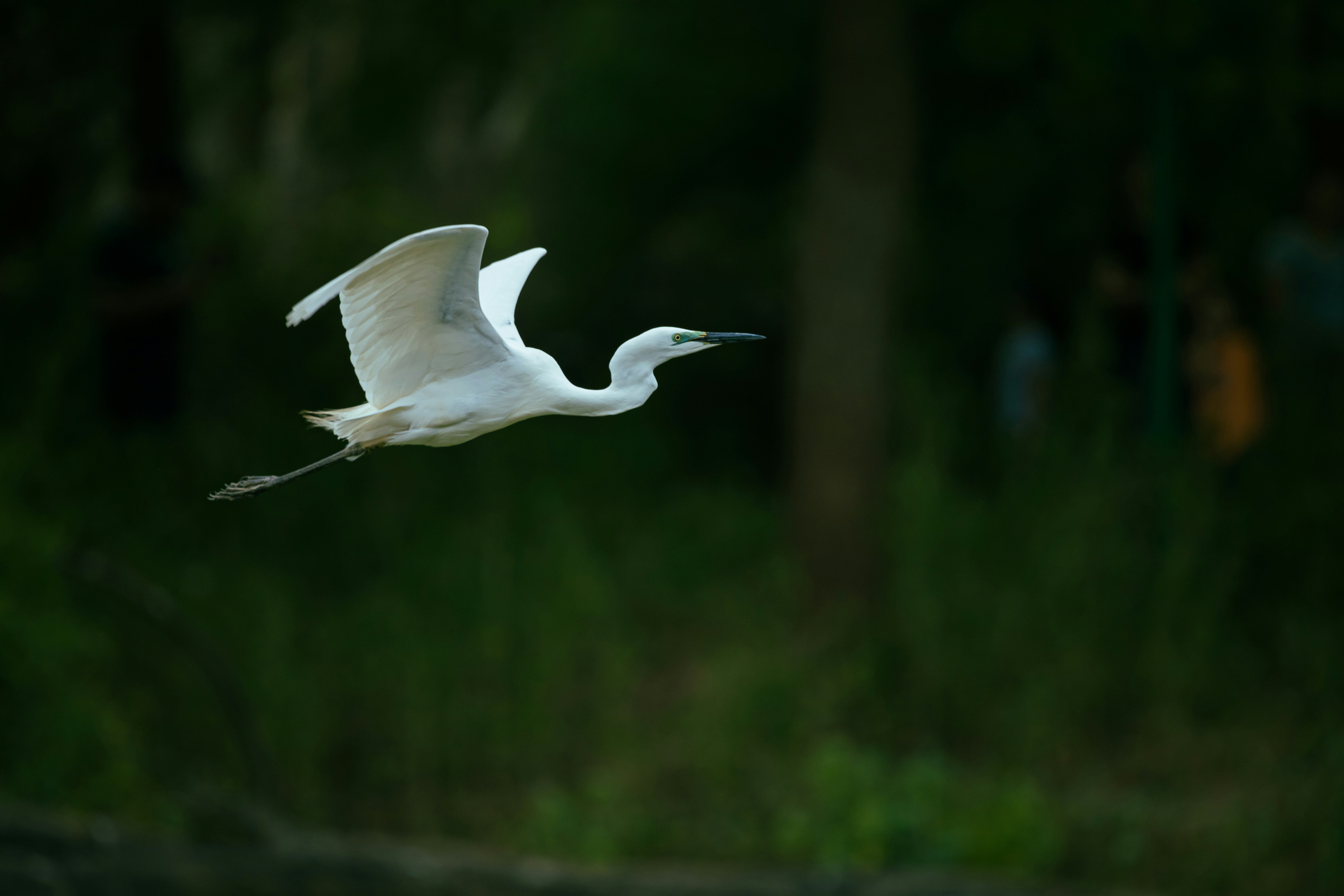 white bird flying over green grass during daytime