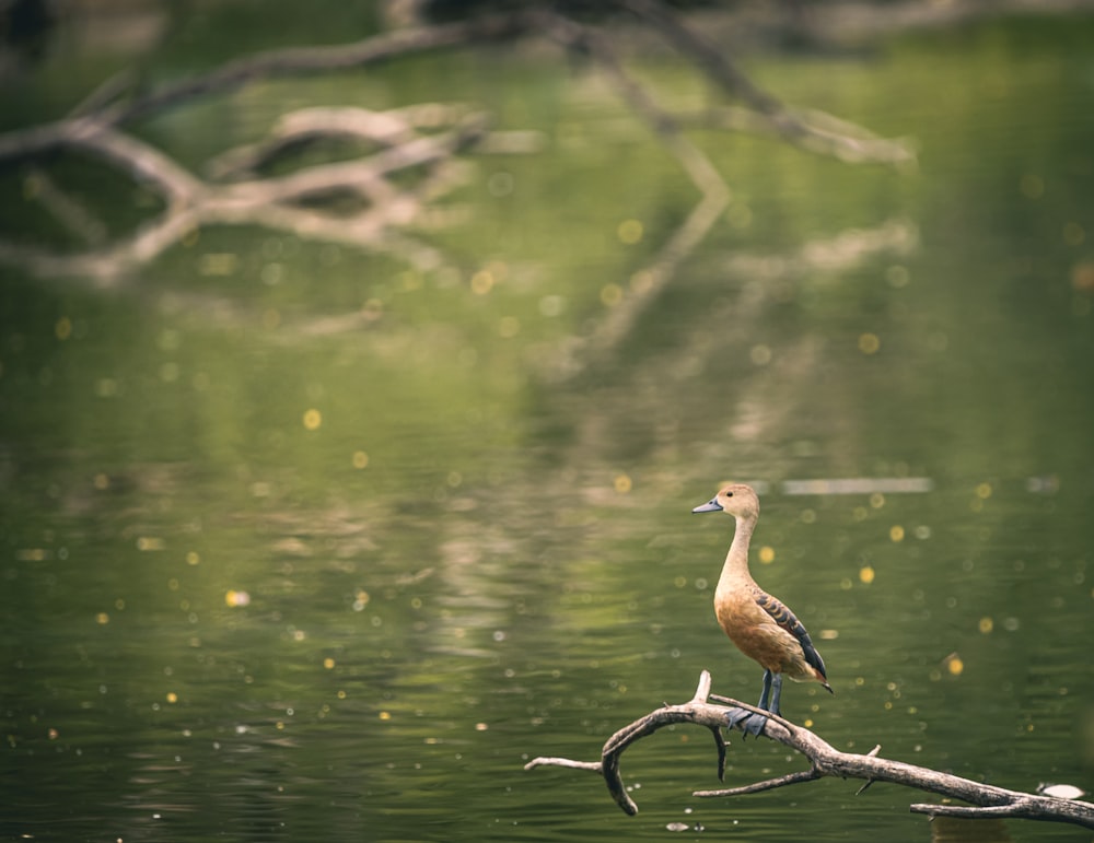 brown duck on body of water during daytime