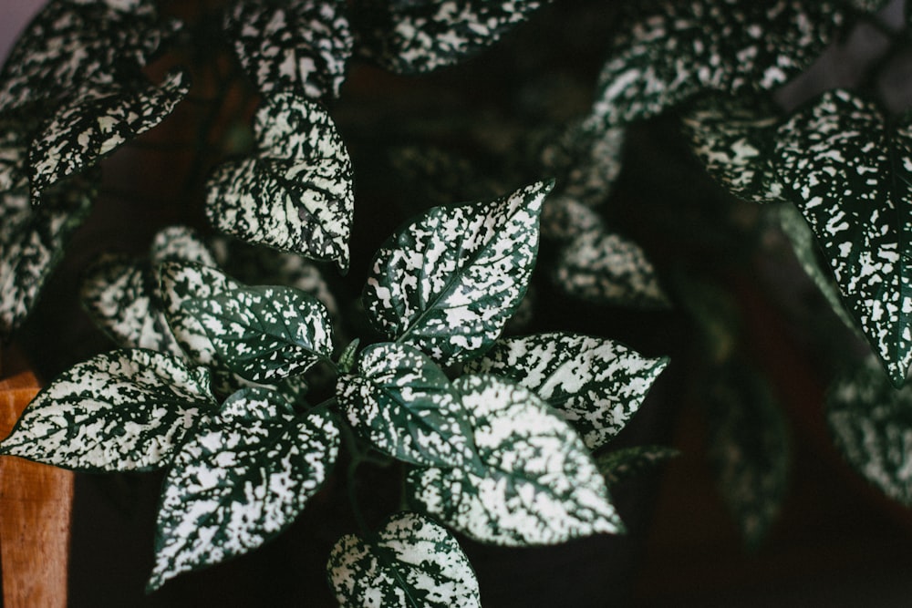 black and white leaf plant