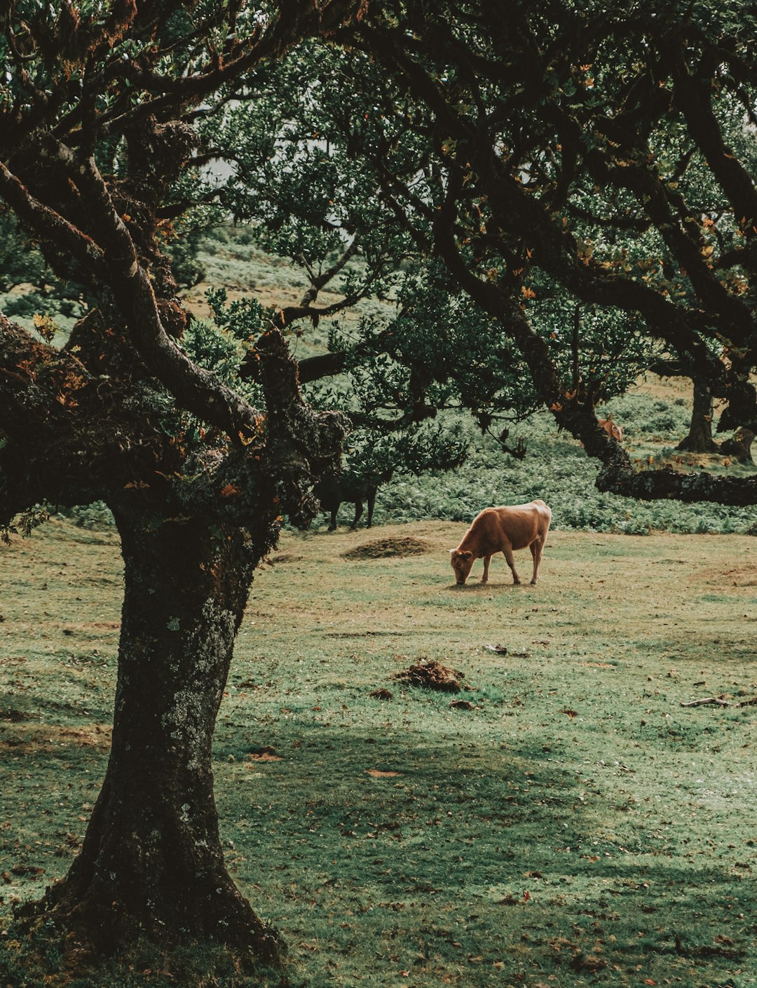 brown horse eating grass on field during daytime