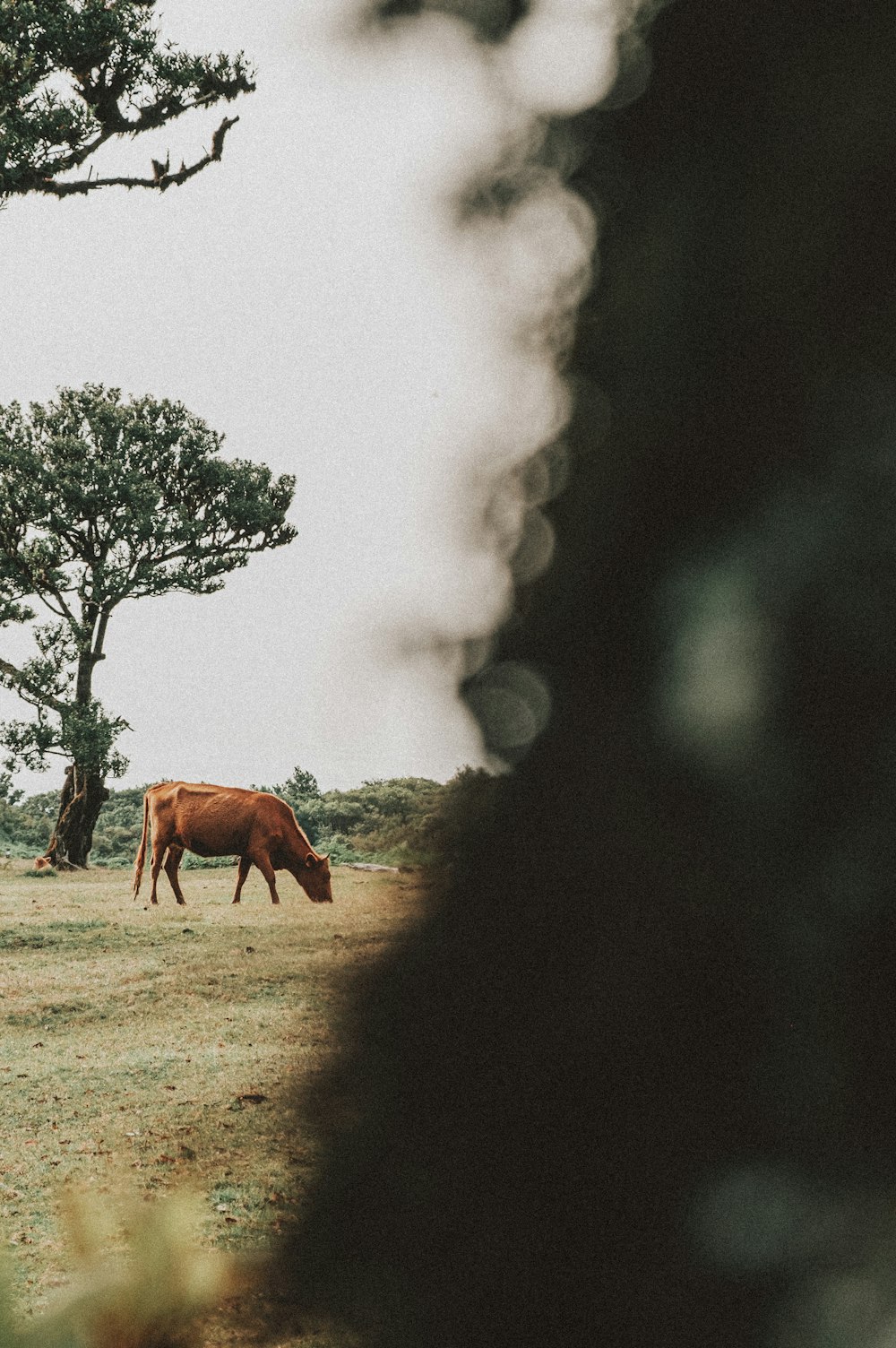 brown cow on brown field