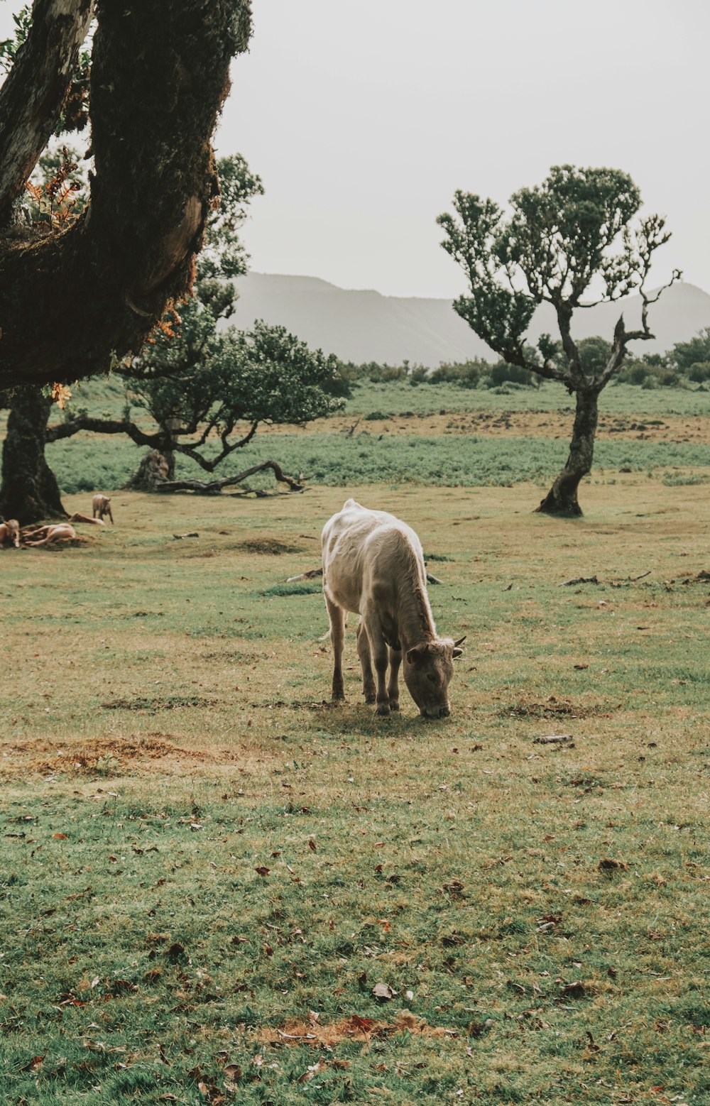 white and brown cow on green grass field during daytime