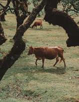 brown cow standing under tree