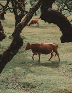 brown cow standing under tree