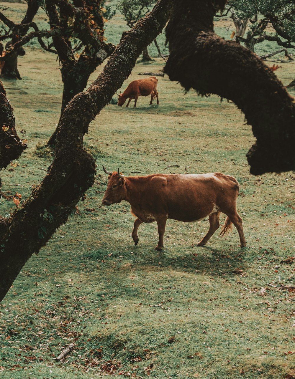 brown cow standing under tree