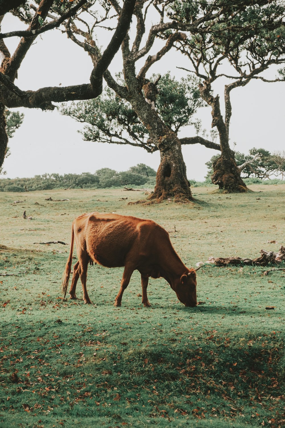 brown cow on brown field during daytime