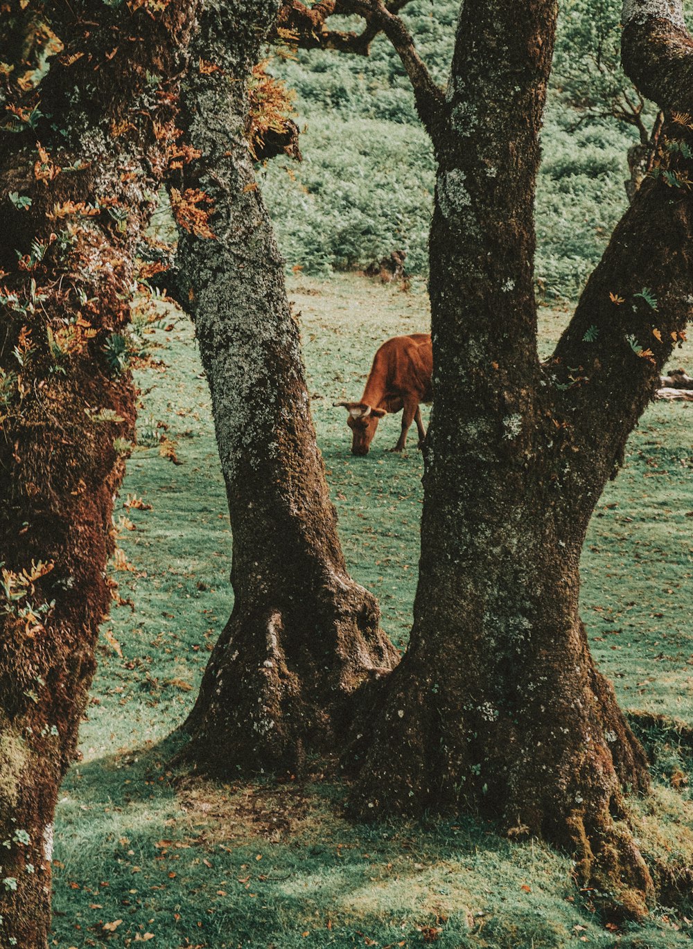 brown horse on green grass field during daytime