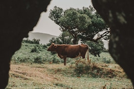 A brown cow stands in a lush, green pasture surrounded by trees with dense foliage. The scene is framed by dark, rocky formations in the foreground, giving a natural vignette effect. The background features distant hills under an overcast sky, contributing to an earthy and tranquil atmosphere.
