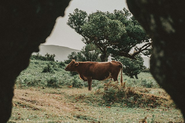 A brown cow stands in a lush, green pasture surrounded by trees with dense foliage. The scene is framed by dark, rocky formations in the foreground, giving a natural vignette effect. The background features distant hills under an overcast sky, contributing to an earthy and tranquil atmosphere.