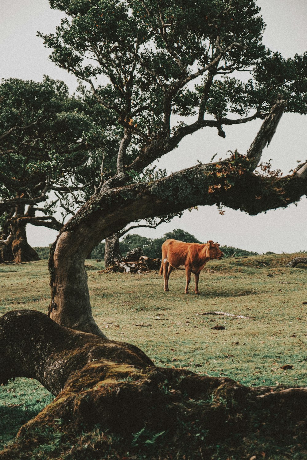 brown cow standing beside brown tree during daytime