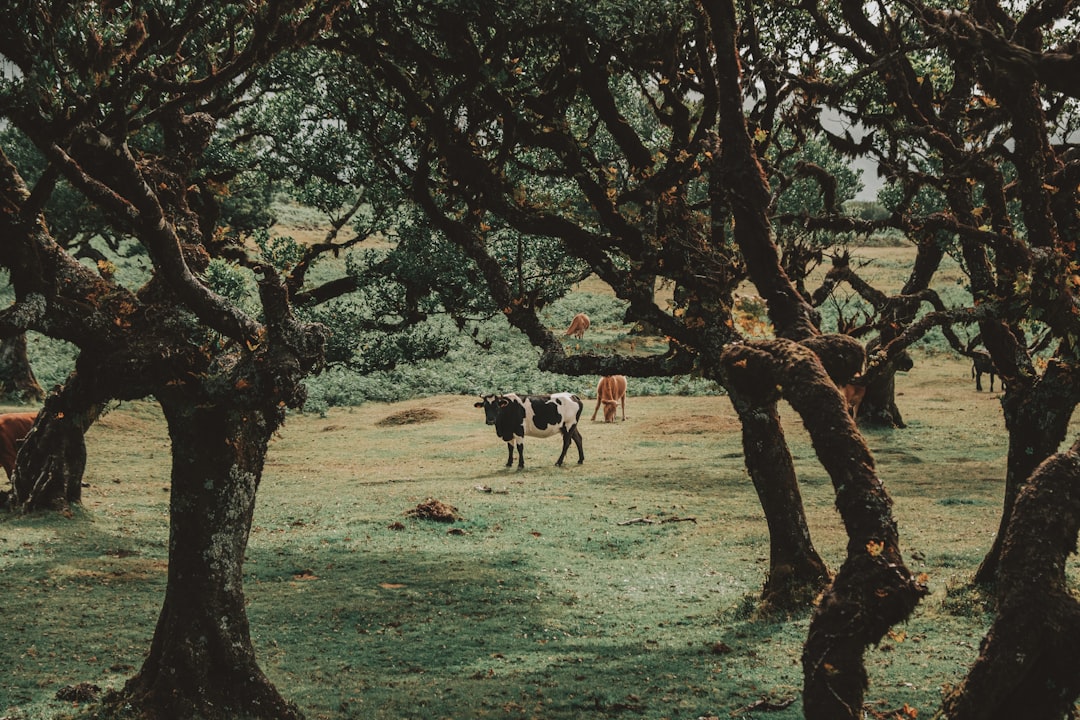 black and white cow on green grass field