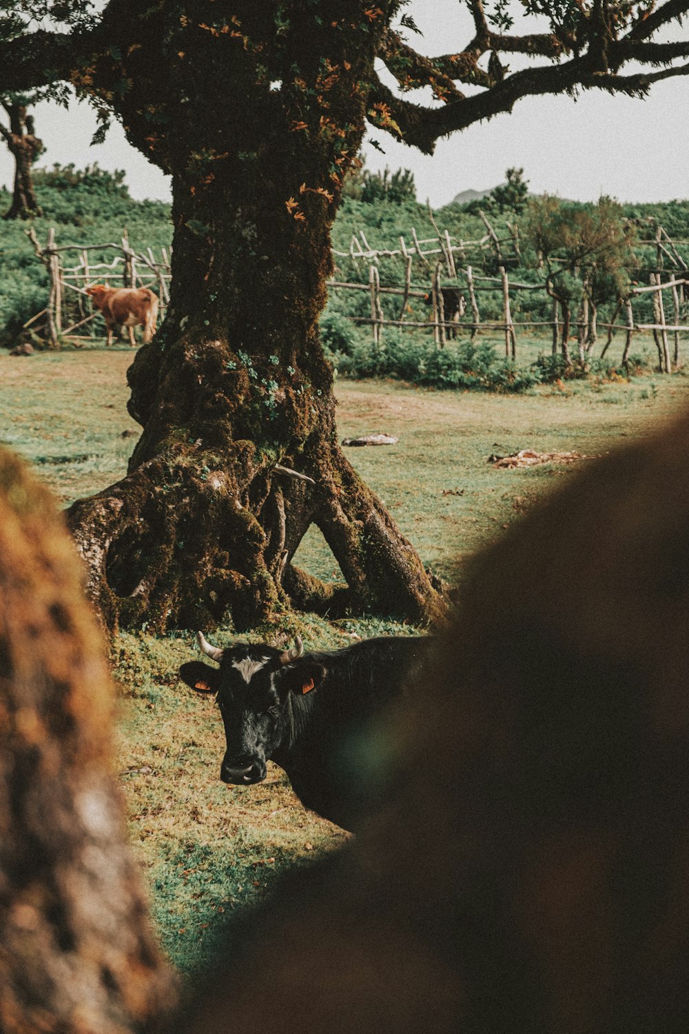 black and white cow on brown field during daytime