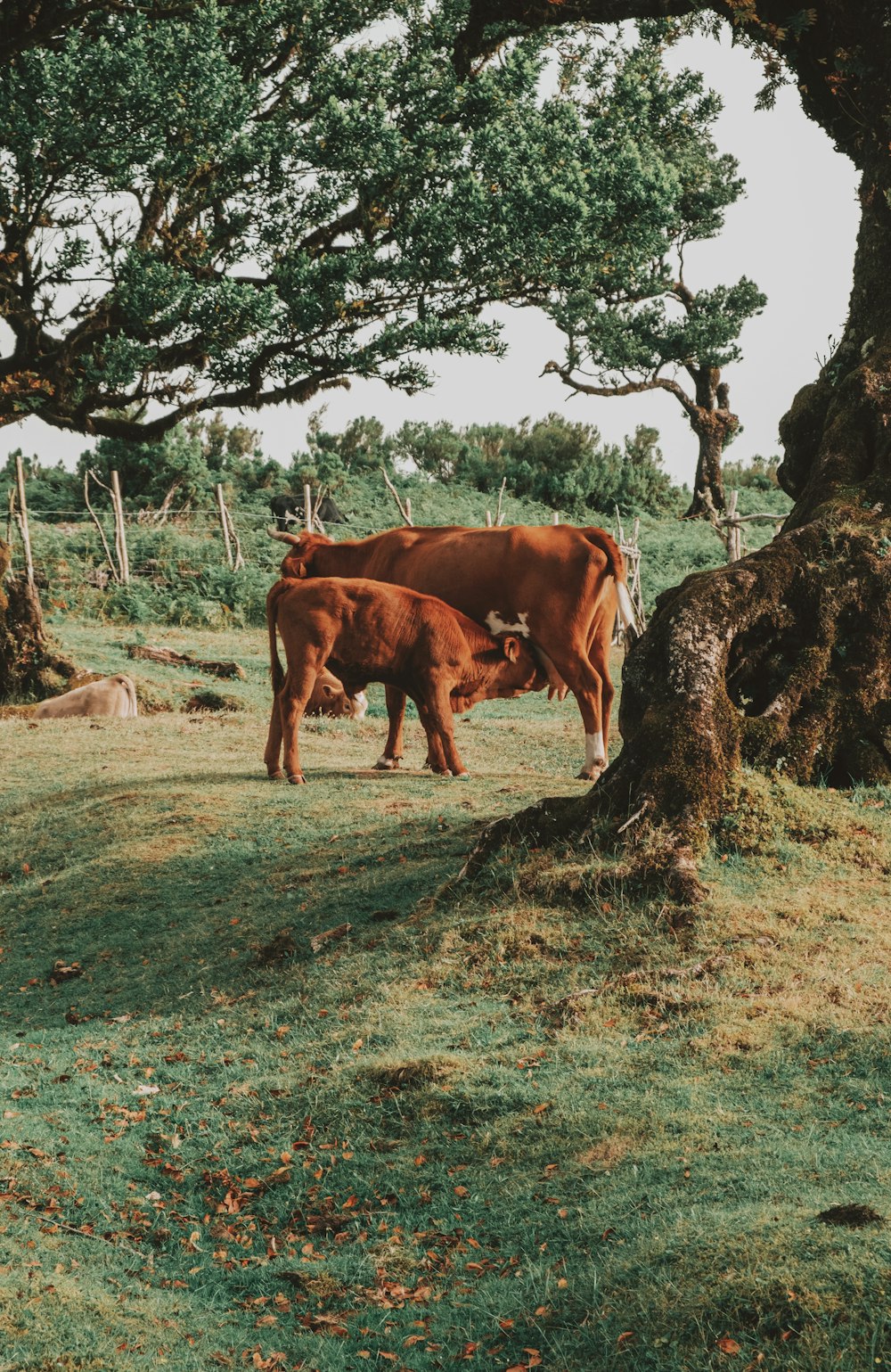 brown cow on green grass field during daytime