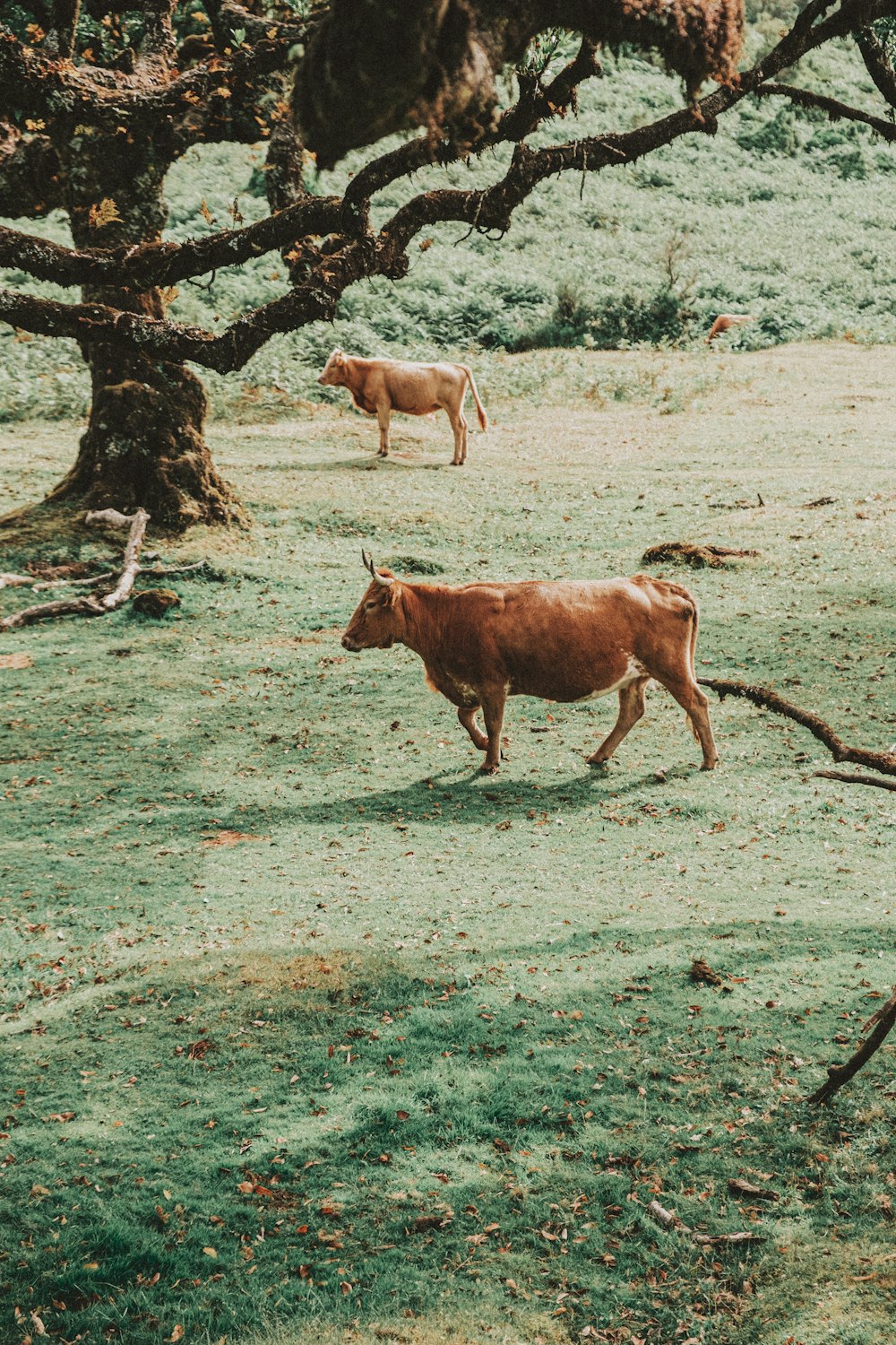 mucca marrone sul campo di erba verde durante il giorno