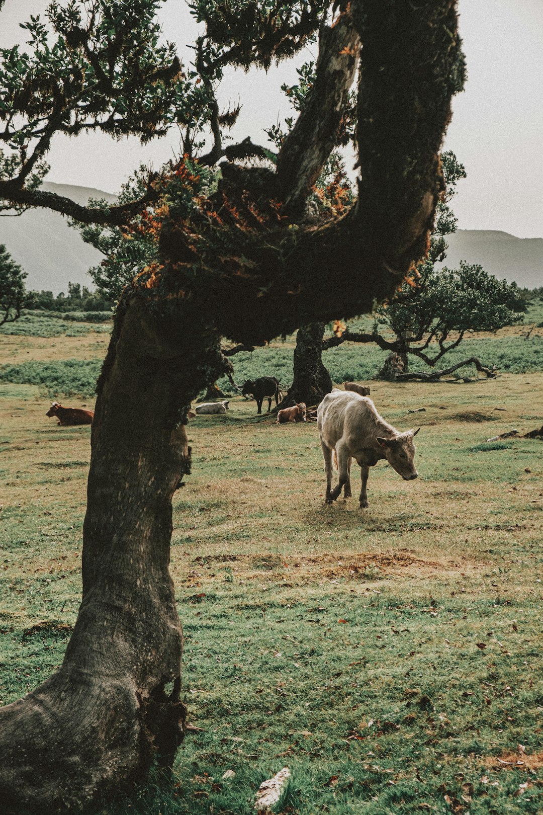 white cow on green grass field near brown tree during daytime