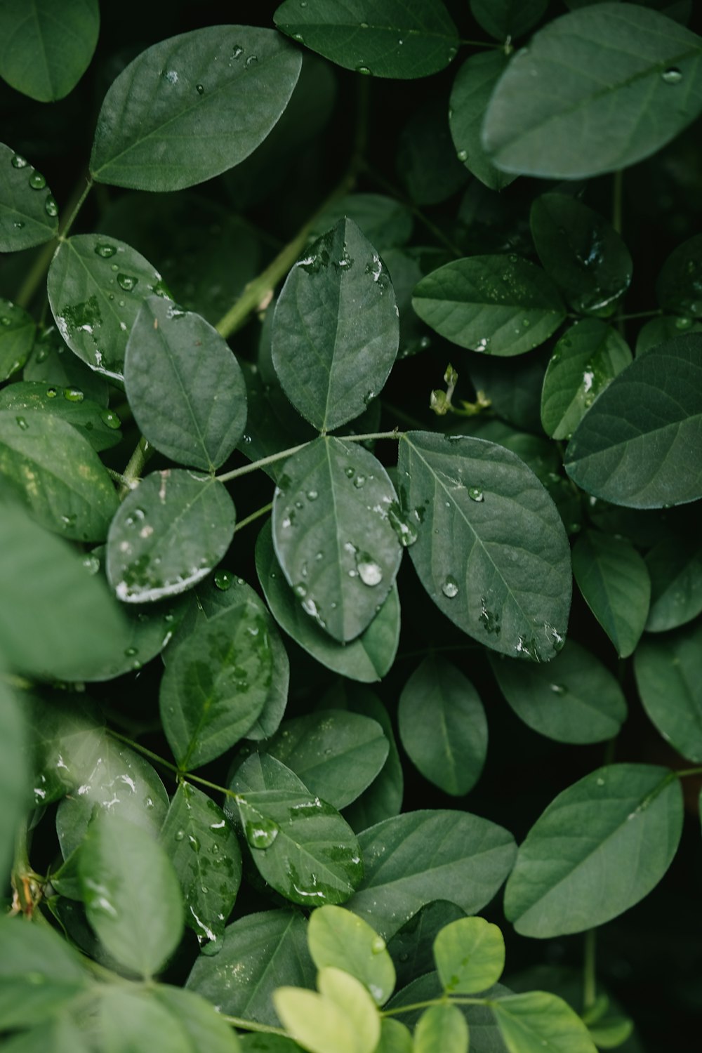 water droplets on green leaves