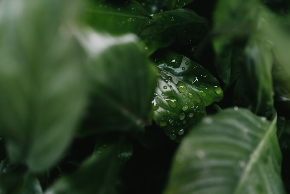 water droplets on green leaf