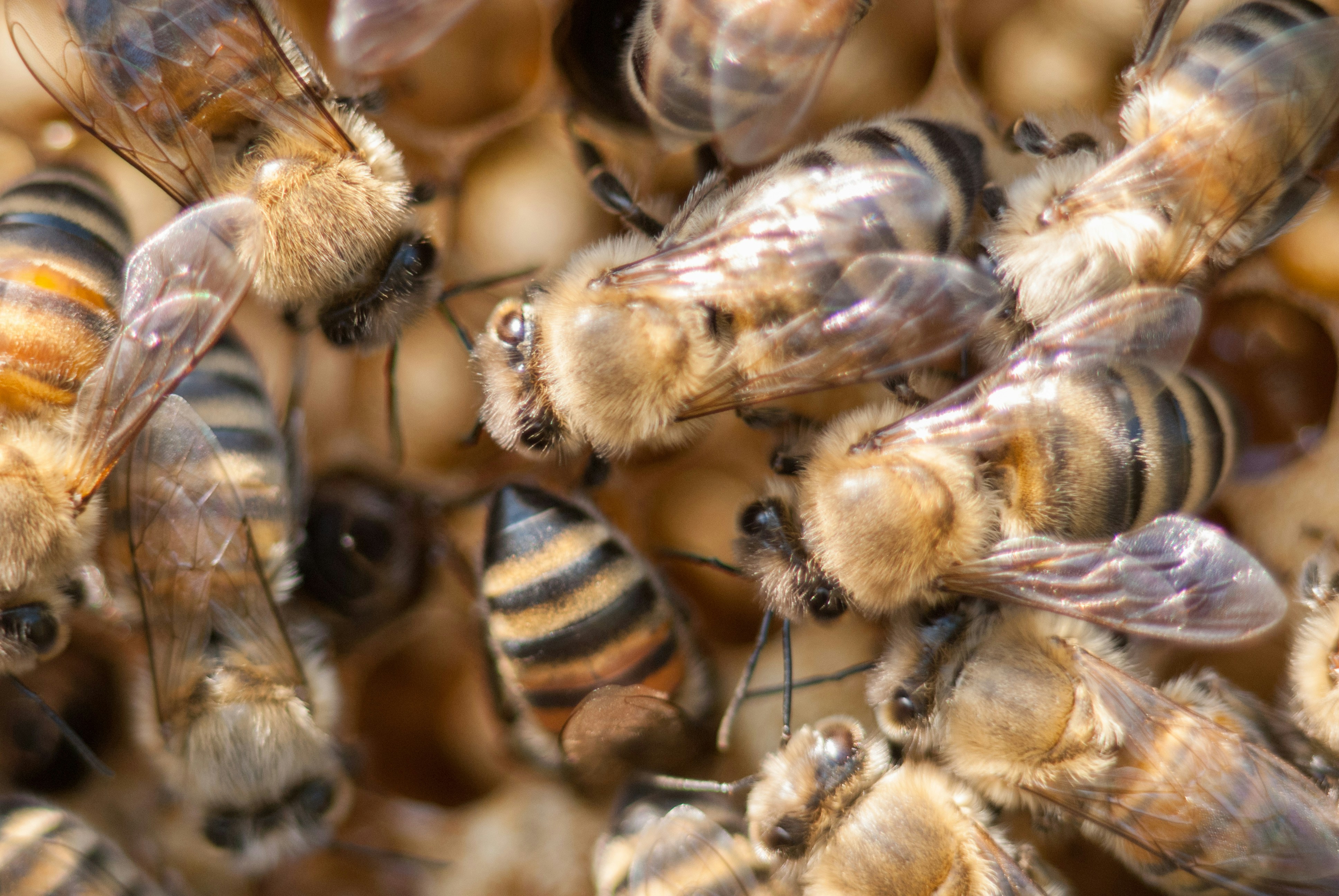 Photo by ansgaralber