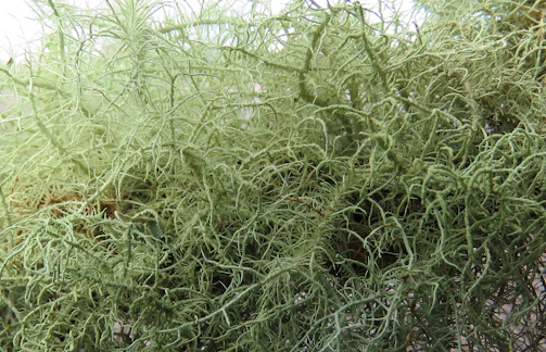 Fungal networks integrated within a spacecraft prototype’s environmental controls.