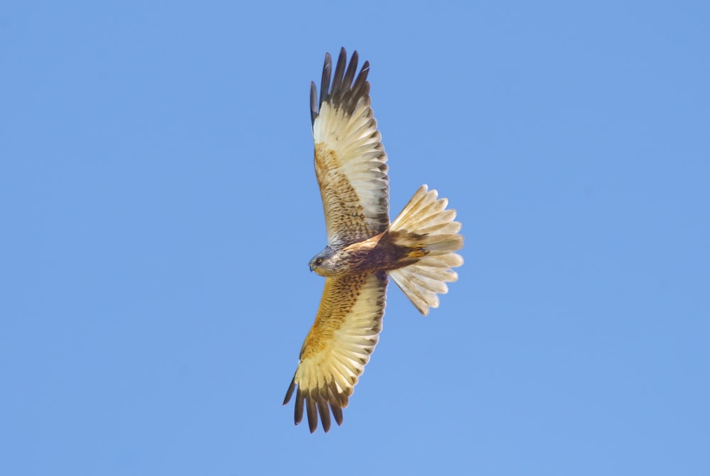 brown and white bird flying during daytime