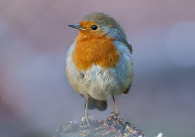 white orange and blue bird on brown tree branch father christmas zoom background