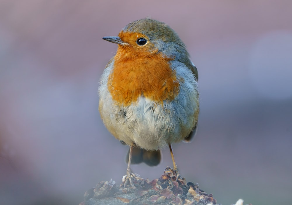 white orange and blue bird on brown tree branch