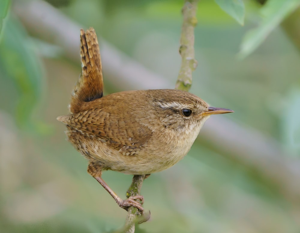 brown bird on tree branch