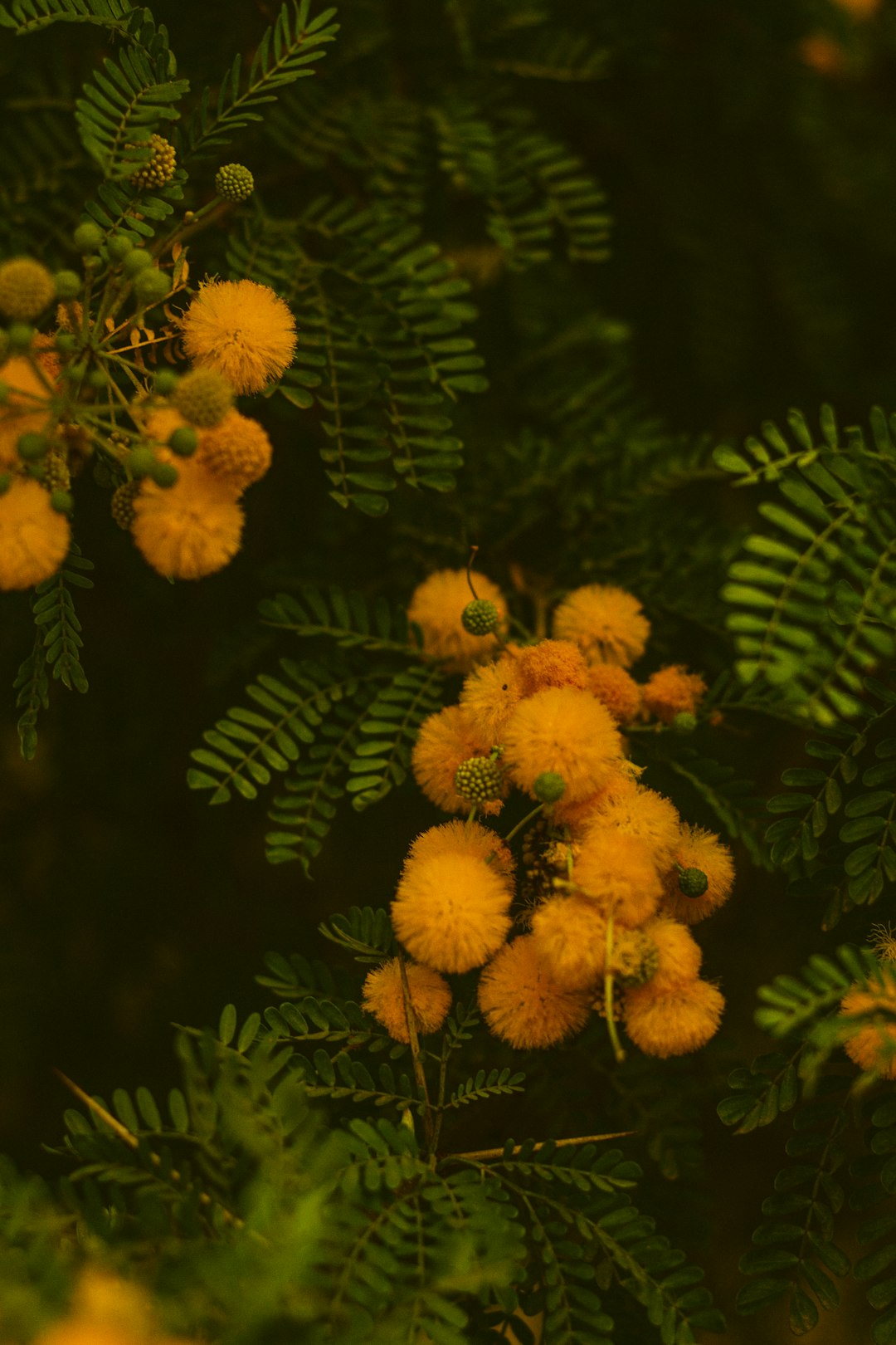 yellow flowers with green leaves