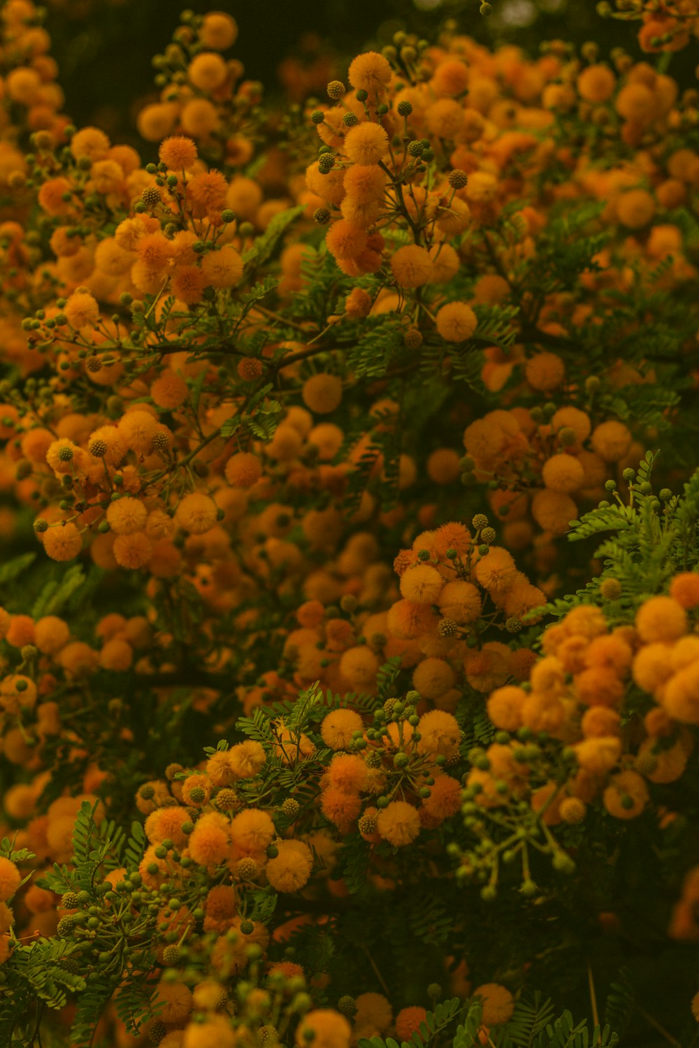 yellow flowers with green leaves