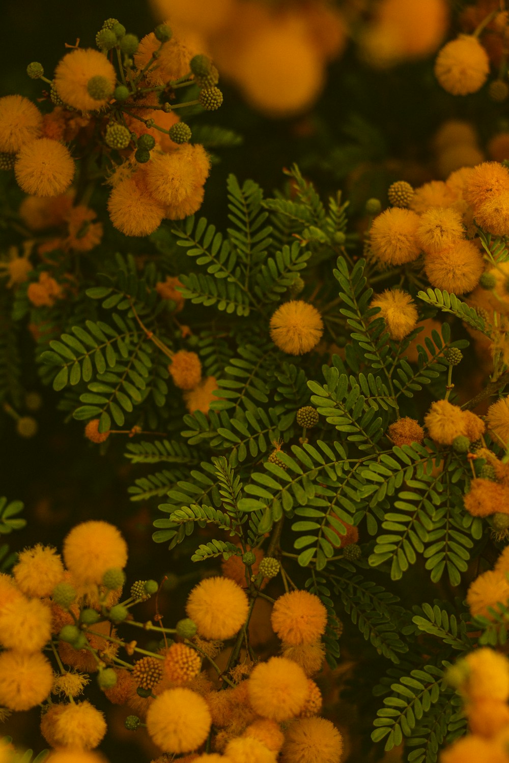 녹색 잎이있는 노란 꽃