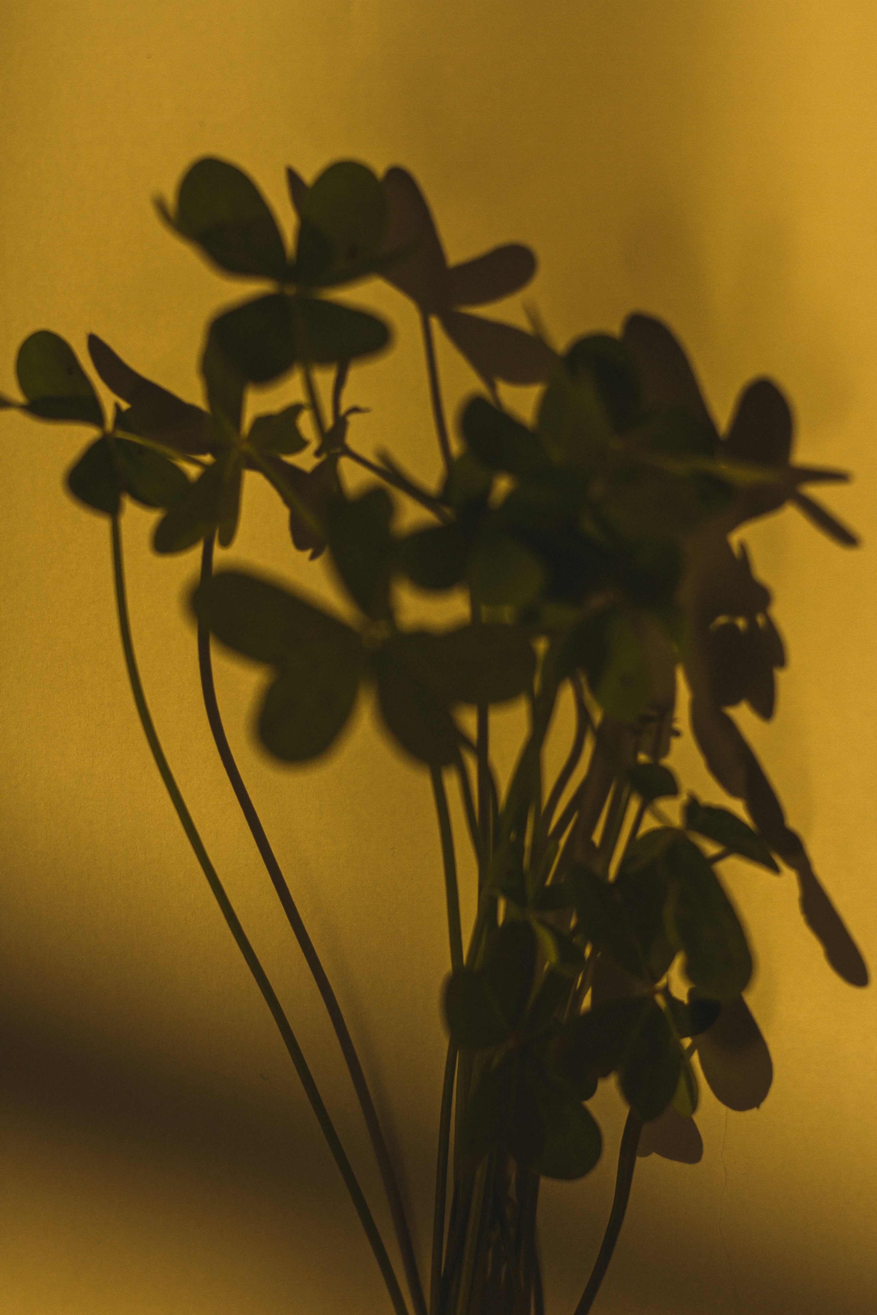 Photo by dhayaeddinebentaleb