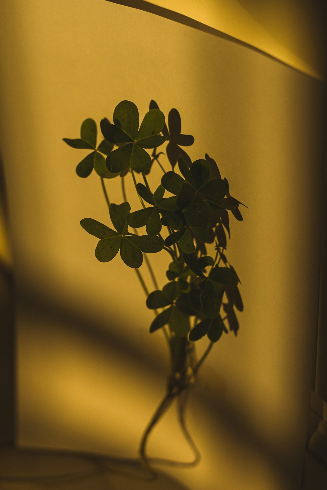 green plant in yellow background